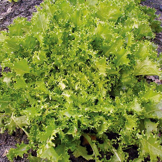 Endive 'Wallone' - Organic Seeds