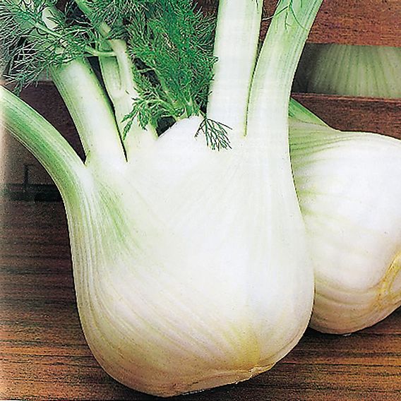 Fennel Romanesco (Organic) Seeds