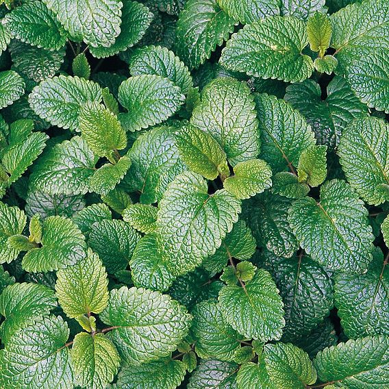 Herb 'Balm Lemon' - Organic Seeds