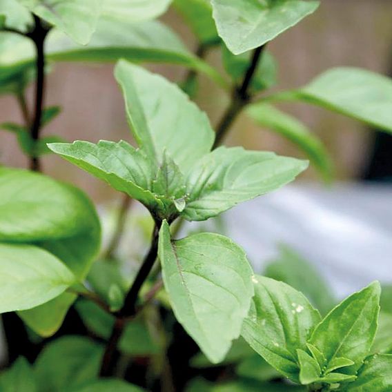 Herb - Basil Cinnamon (Organic) Seeds
