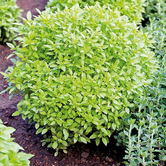 Herb 'Basil Greek' - Organic Seeds
