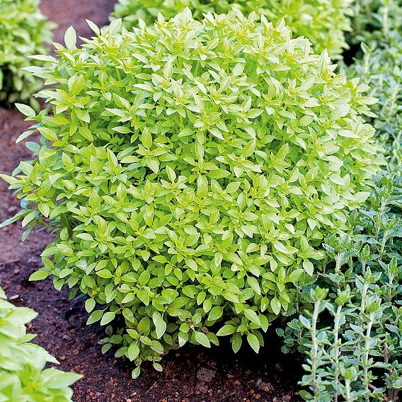 Herb - Basil Greek (Organic) Seeds