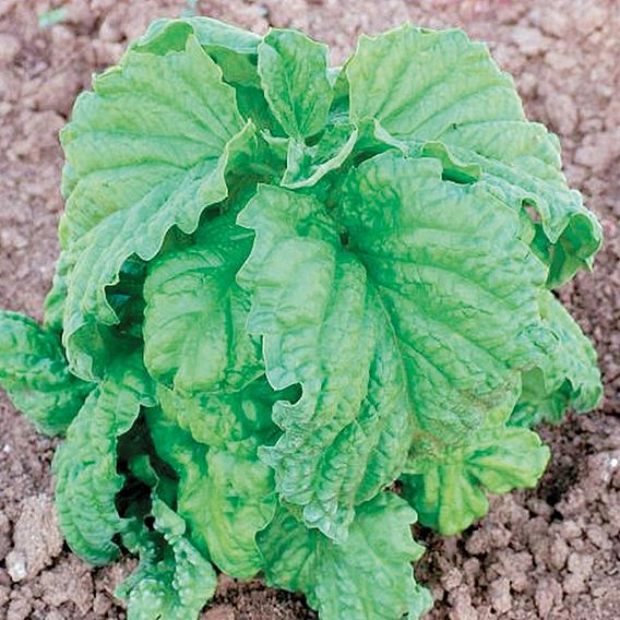 Herb 'Basil Lettuce Leaved' - Organic Seeds