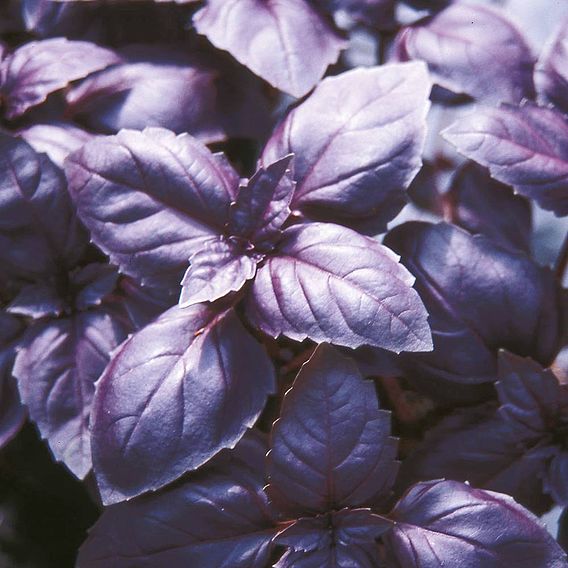 Herb 'Basil Red Rubin' - Organic Seeds