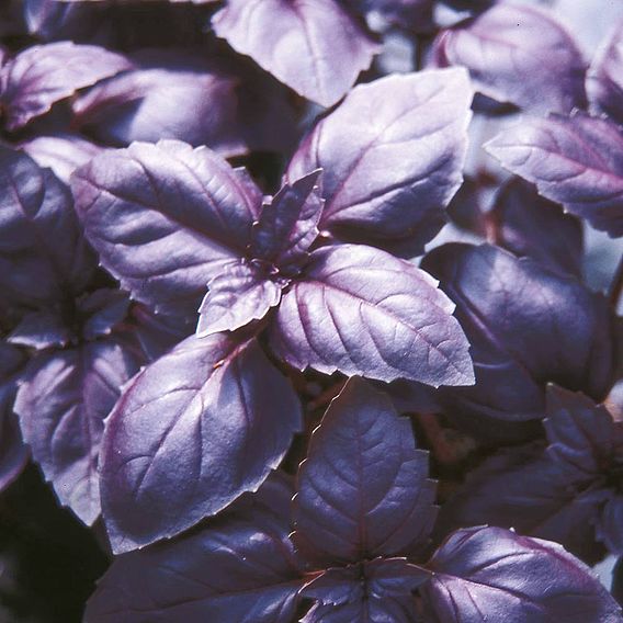 Herb - Basil Red Rubin (Organic) Seeds