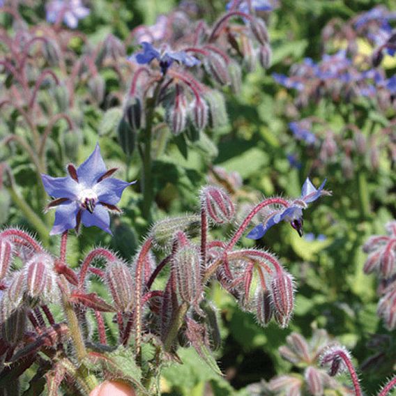 Borage - Organic Seeds