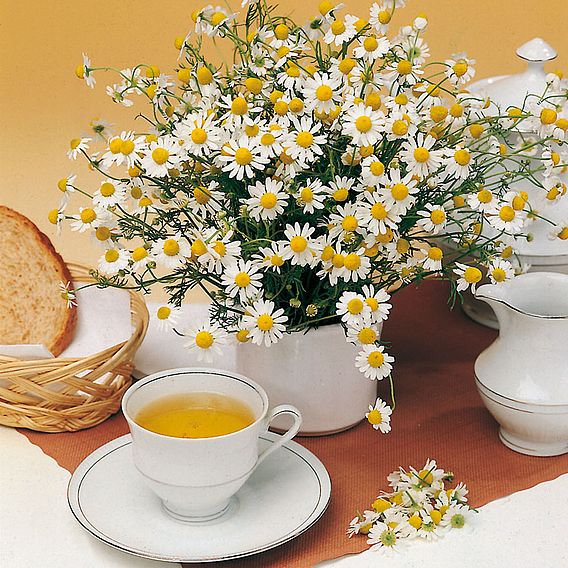 Herb - Chamomile Matricaria (Organic) Seeds