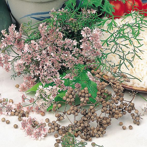 Herb - Coriander (Organic) Seeds