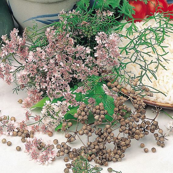 Herb 'Coriander' - Organic Seeds