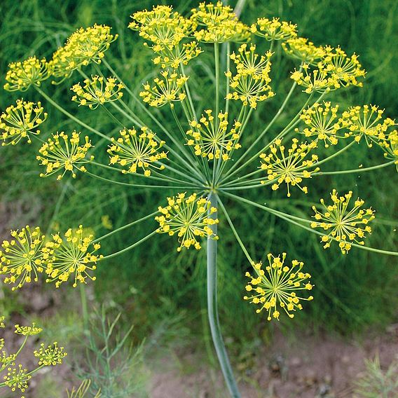 Herb 'Dill' - Organic Seeds