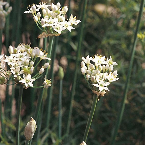 Herb 'Garlic Chives' - Organic Seeds