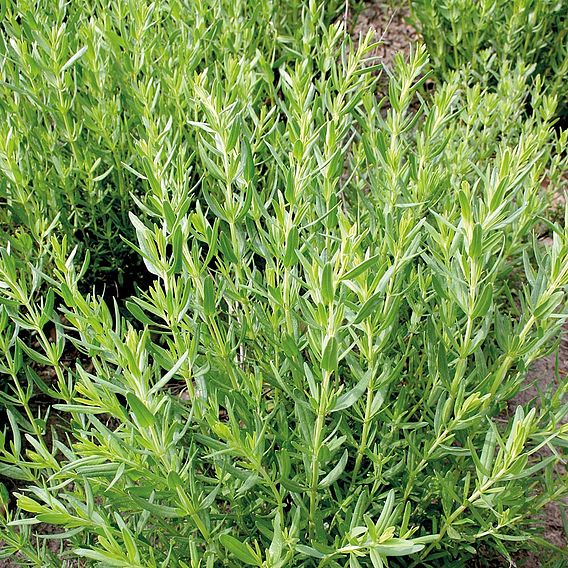 Herb - Hyssop (Organic) Seeds