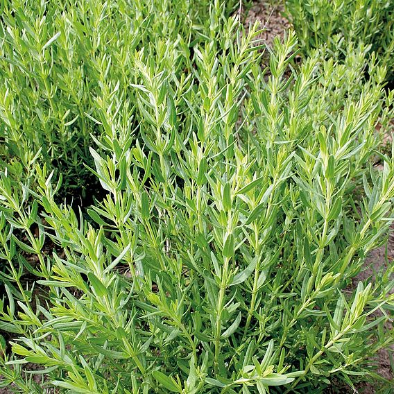 Herb 'Hyssop' - Organic Seeds