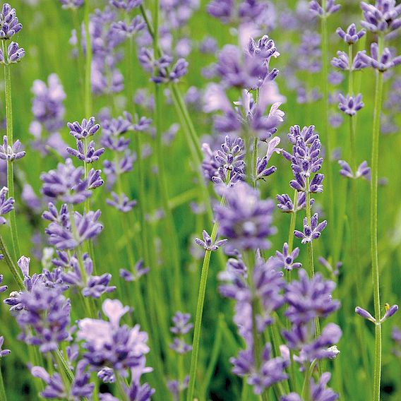 Lavender - Organic Herb Seeds