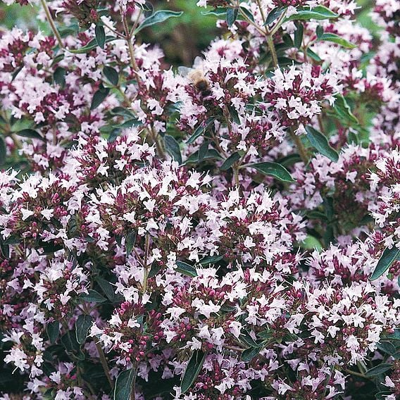 Marjoram 'Pot' - Organic Herb Seeds