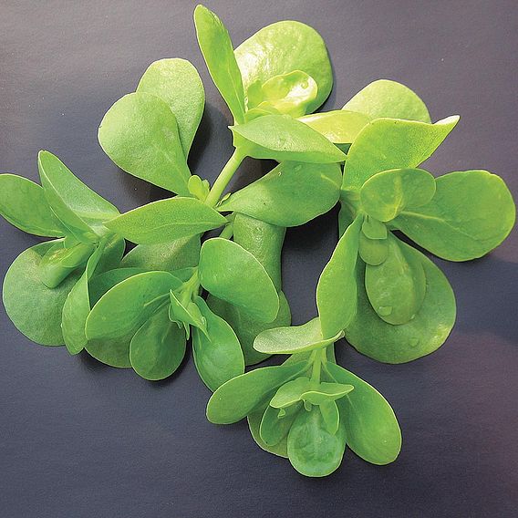 Herb 'Purslane Golden' - Organic Seeds