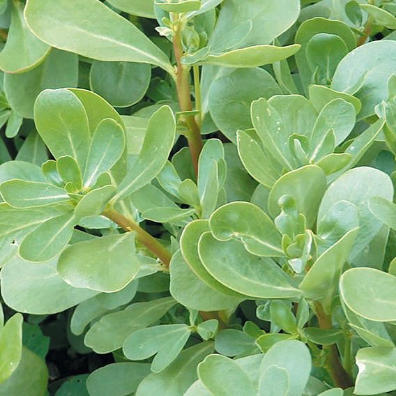 Herb 'Purslane Green' - Organic Seeds
