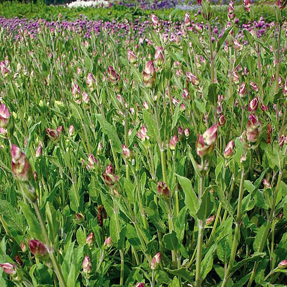 Herb - Sage (Organic) Seeds