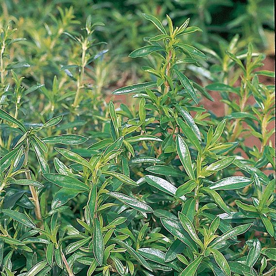 Herb 'Savory Summer' - Organic Seeds