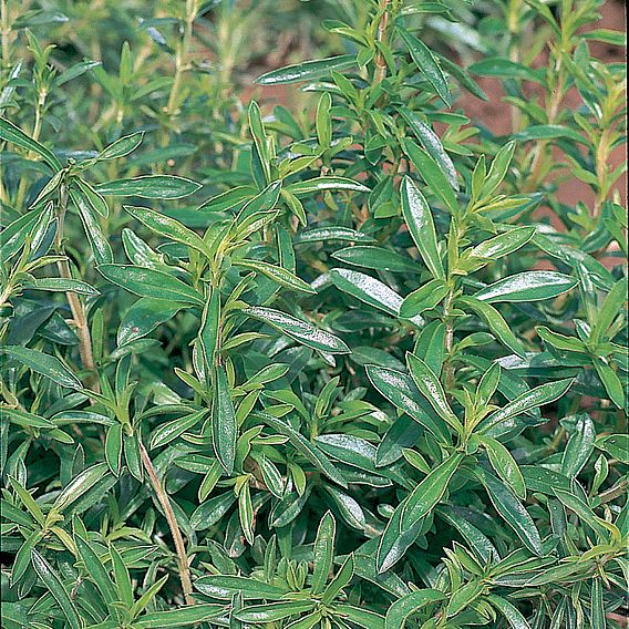 Savory Winter - Organic Herb Seeds
