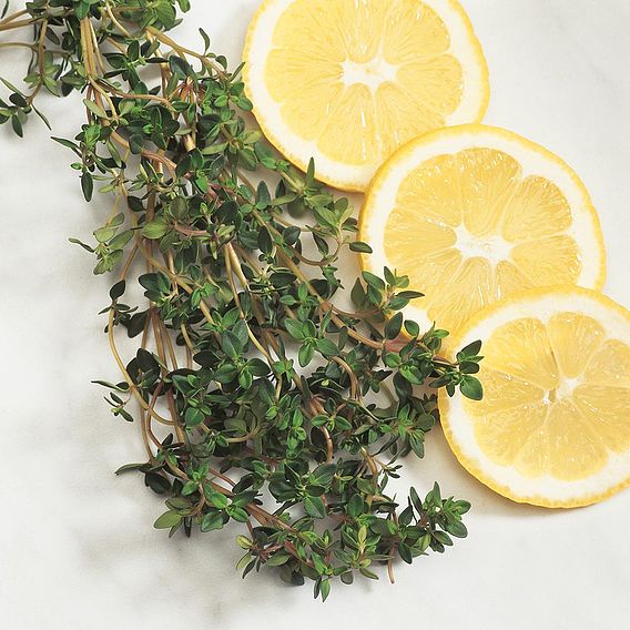 Herb 'Thyme' - Organic Seeds