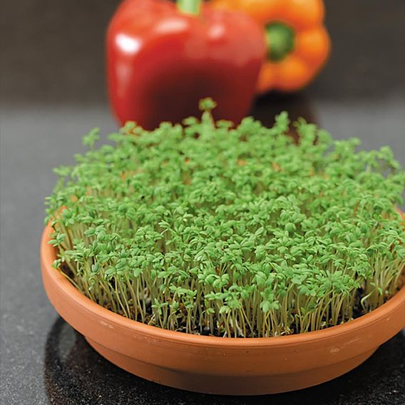 Herb Cress (Organic) Seeds