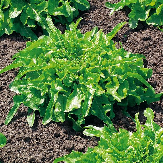 Moroccan Cress - Organic Herb Seeds