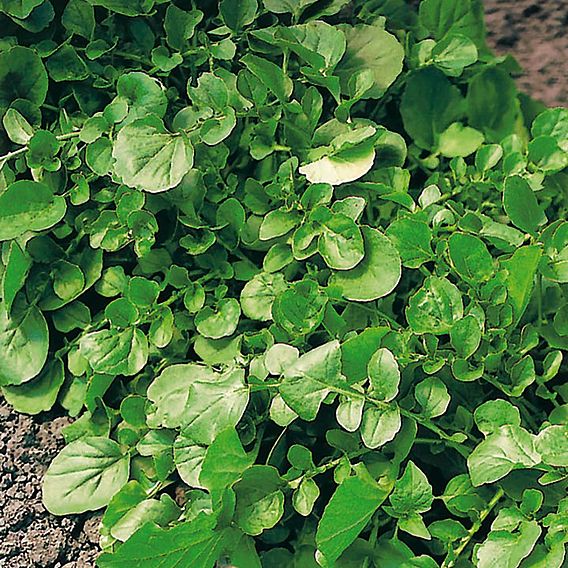 Herb Winter Cress - Organic Herb Seeds