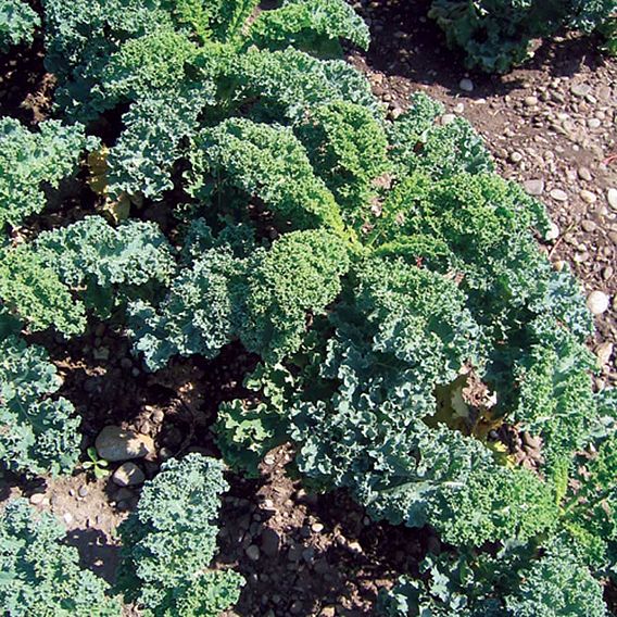 Kale Dwarf Green Curled (Organic) Seeds