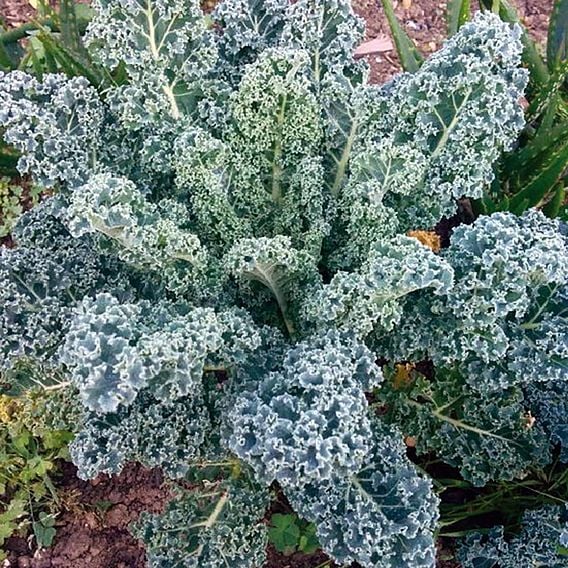 Kale 'Blue Scotch Curled' - Organic Seeds