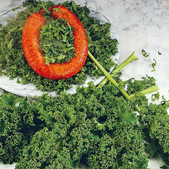 Kale 'Westland Winter' - Organic Seeds