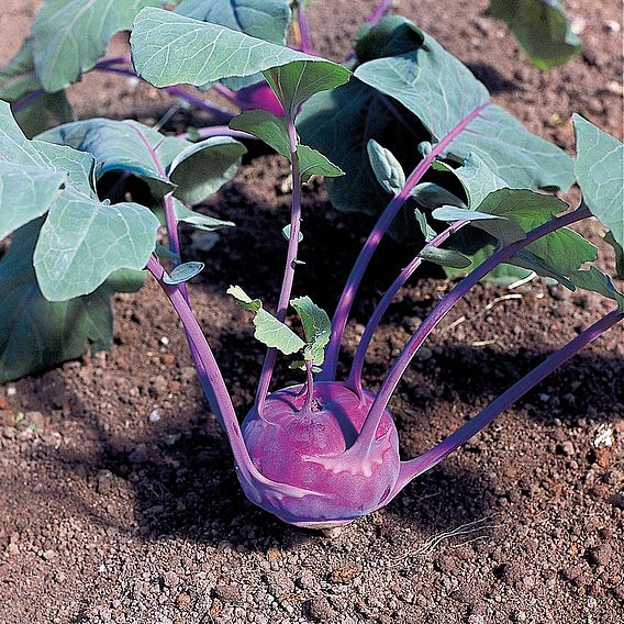 Kohl Rabi 'Azur Star' - Organic Seeds