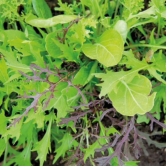 Salad Leaf Asian Leaves - Organic Seeds