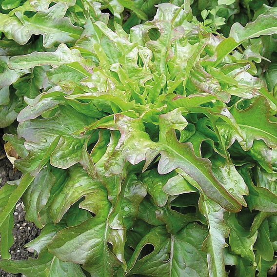Leaf Salad 'Cocarde' - Organic Seeds
