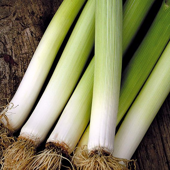 Leek 'De Caretan' - Organic Seeds