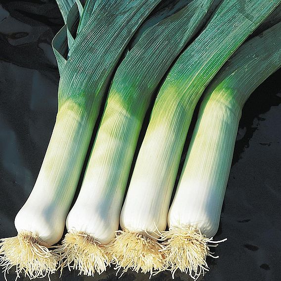 Leek 'Hannibal' - Organic Seeds