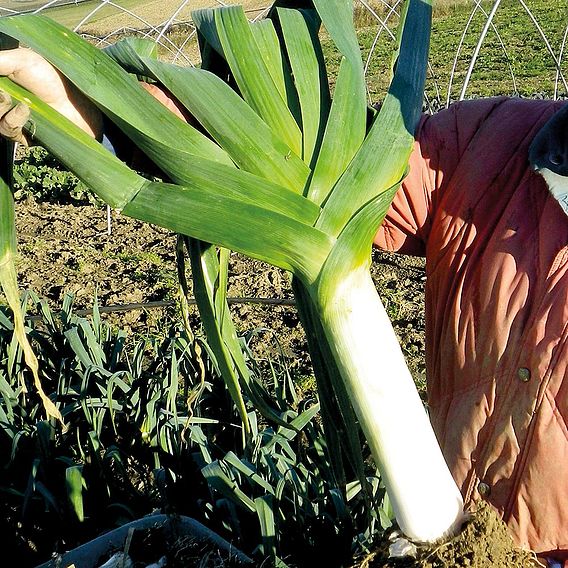 Leek 'Hilari' - Organic Seeds