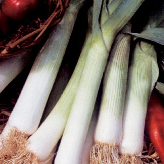 Leek 'Lancia' - Organic Seeds