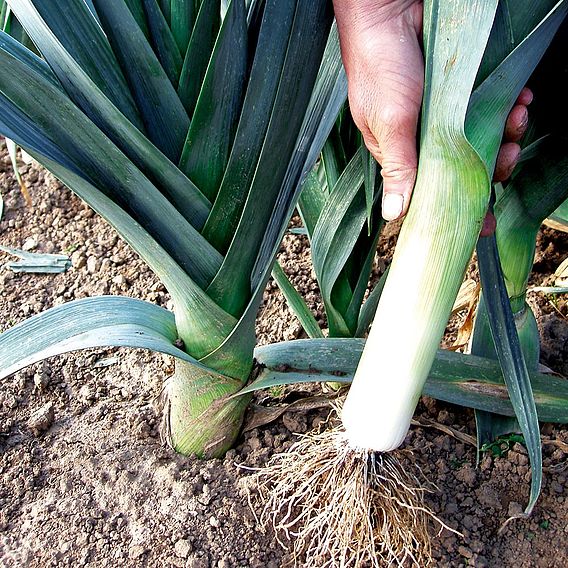 Leek 'Saint Victor' - Organic Seeds
