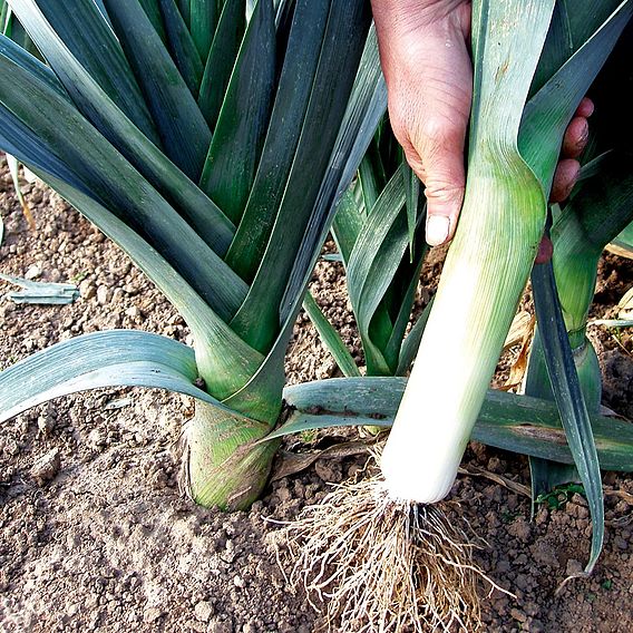 Leek Saint Victor (Organic) Seeds