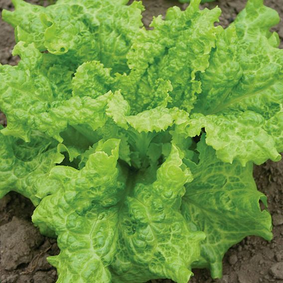 Lettuce Black Seeded Simpson (Organic) Seeds