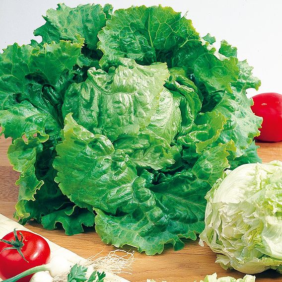 Lettuce 'Blonde De Paris' - Organic Seeds