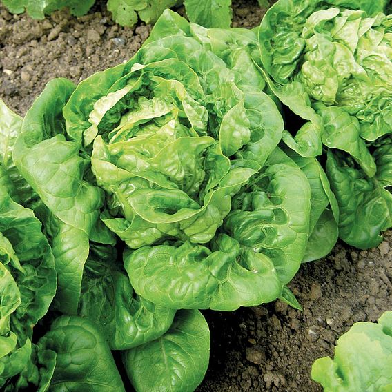 Lettuce 'Little Gem' (Organic) - Seeds