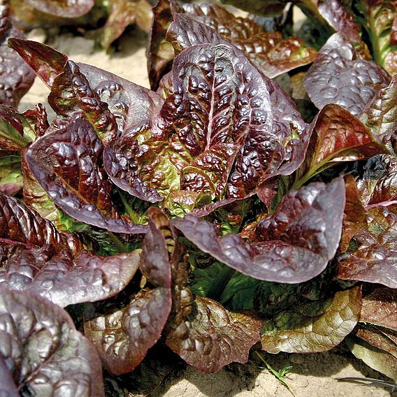 Lettuce 'Little Leprechaun' - Organic Seeds