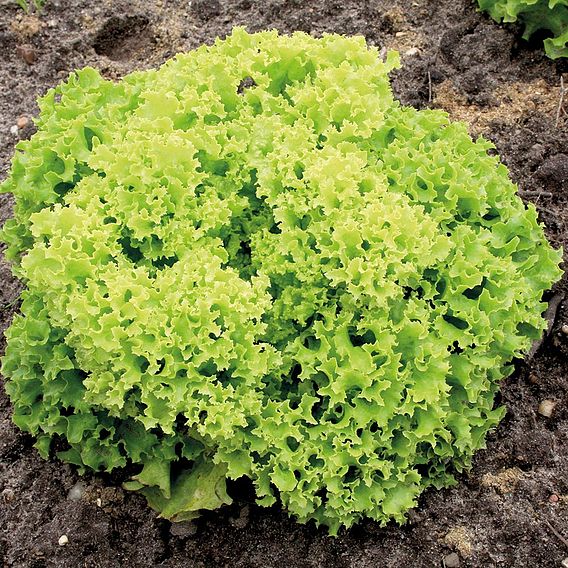 Lettuce 'Lollo Bionda' - Organic Seeds