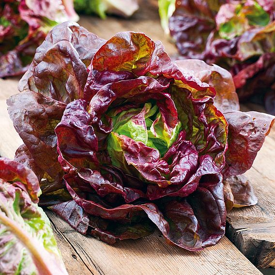 Lettuce 'Marvel Of Four Seasons' - Organic Seeds