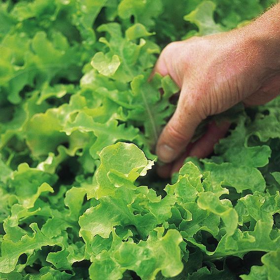 Lettuce 'Salad Bowl Green' - Organic Seeds