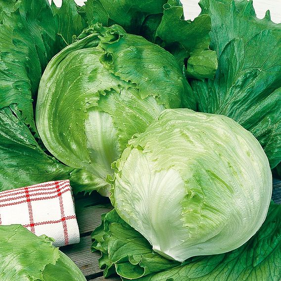 Lettuce 'Saladin' - Organic Seeds