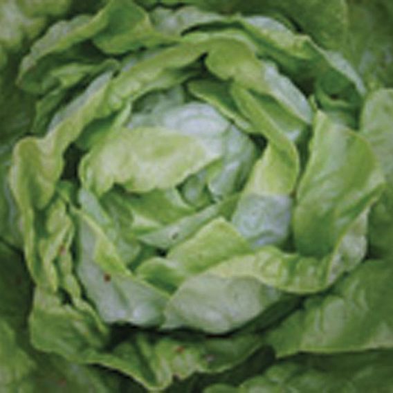 Lettuce 'Suzan' - Organic Seeds