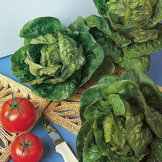 Lettuce 'Tantan' - Organic Seeds